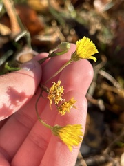Hieracium scabrum