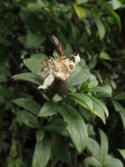 Barnadesia spinosa