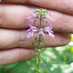 Stachys pringlei
