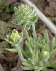 Ceratocephala testiculata