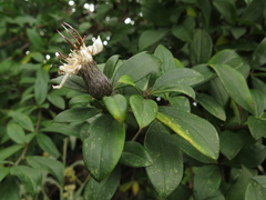 Barnadesia spinosa