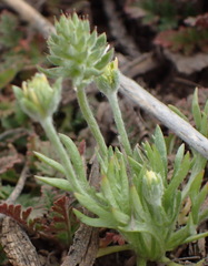 Ceratocephala testiculata