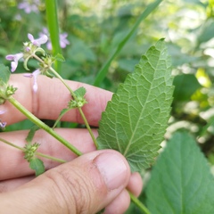 Stachys pringlei