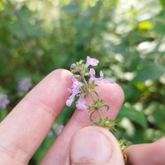 Stachys pringlei