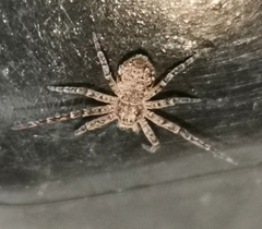 Philodromus margaritatus