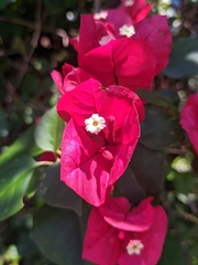 Bougainvillea glabra