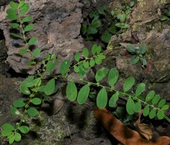 Phyllanthus caroliniensis