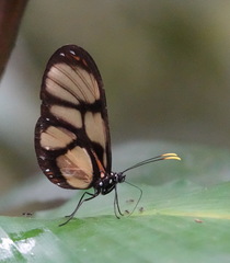 Callithomia lenea