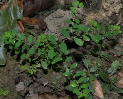 Phyllanthus caroliniensis
