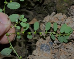 Phyllanthus caroliniensis