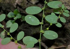 Phyllanthus caroliniensis