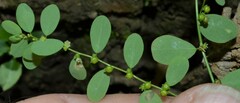 Phyllanthus caroliniensis