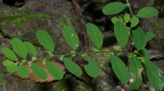Phyllanthus caroliniensis