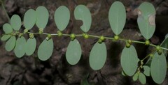 Phyllanthus caroliniensis