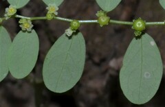 Phyllanthus caroliniensis