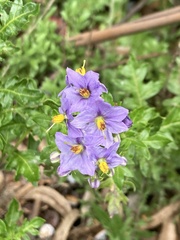 Solanum pinnatum