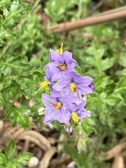 Solanum pinnatum