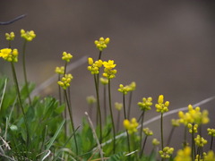 Draba sibirica