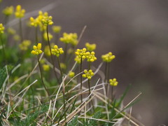 Draba sibirica