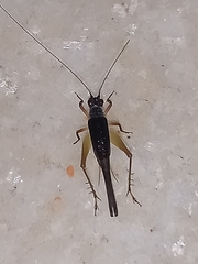 Trigonidium humbertianum