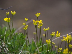 Draba sibirica