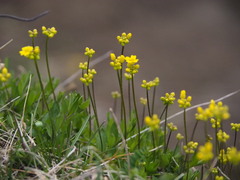 Draba sibirica