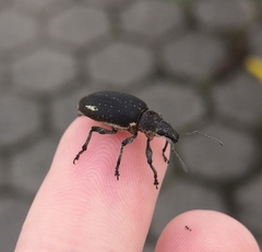 Brachyderes lusitanicus
