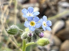 Myosotis arvensis