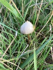 Psilocybe semilanceata