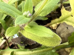 Myosotis arvensis