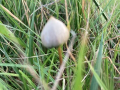 Psilocybe semilanceata