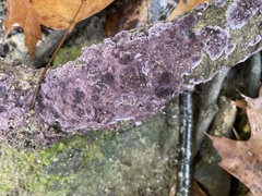 Phlebiopsis crassa