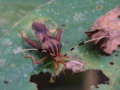 Spathophora biclavata