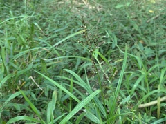 Scleria terrestris