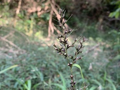 Scleria terrestris