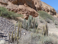 Haageocereus pseudomelanostele