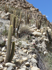 Haageocereus pseudomelanostele