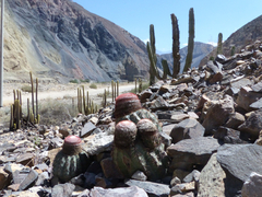 Haageocereus pseudomelanostele