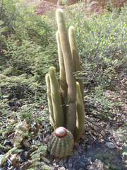 Haageocereus pseudomelanostele