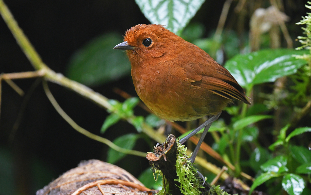 Chami Antpitta photo