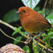 Chami Antpitta - Photo (c) Christoph Moning, some rights reserved (CC BY), uploaded by Christoph Moning