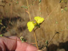 Calycadenia truncata