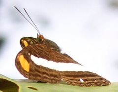 Adelpha basiloides