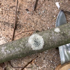 Lecidella elaeochroma