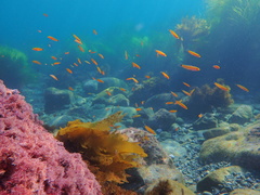 Halichoeres californicus