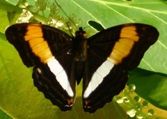 Adelpha cocala