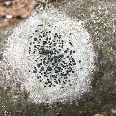 Lecidella elaeochroma