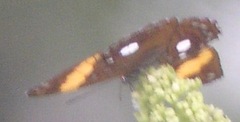 Adelpha leucophthalma