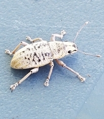 Artipus