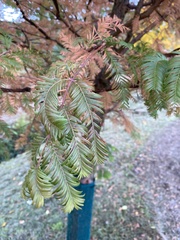 Metasequoia